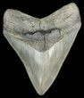 Megalodon Tooth - Serrated Blade #44816-1